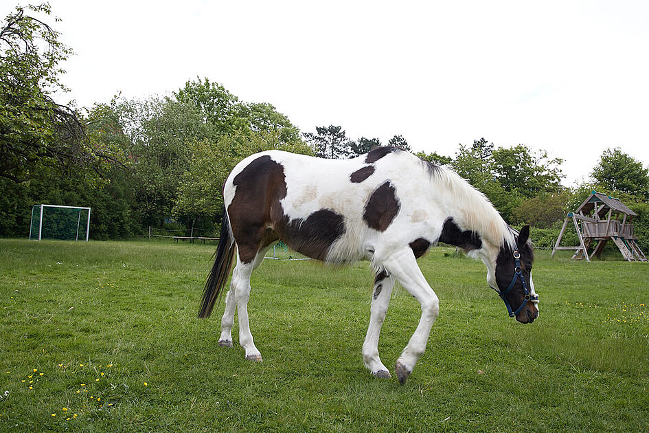 Reittherapie in Bochum