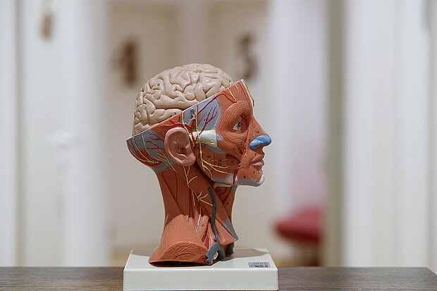 Ein anatomisches Kopfmodel steht auf einem Tresen im Empfangsbereich vom Neuro Zentrum Ulm.