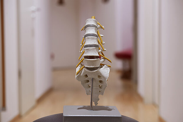 3D-Modell einer unteren Wirbelsäule steht auf einem Podest im Wartebereich vom Neuro Zentrum